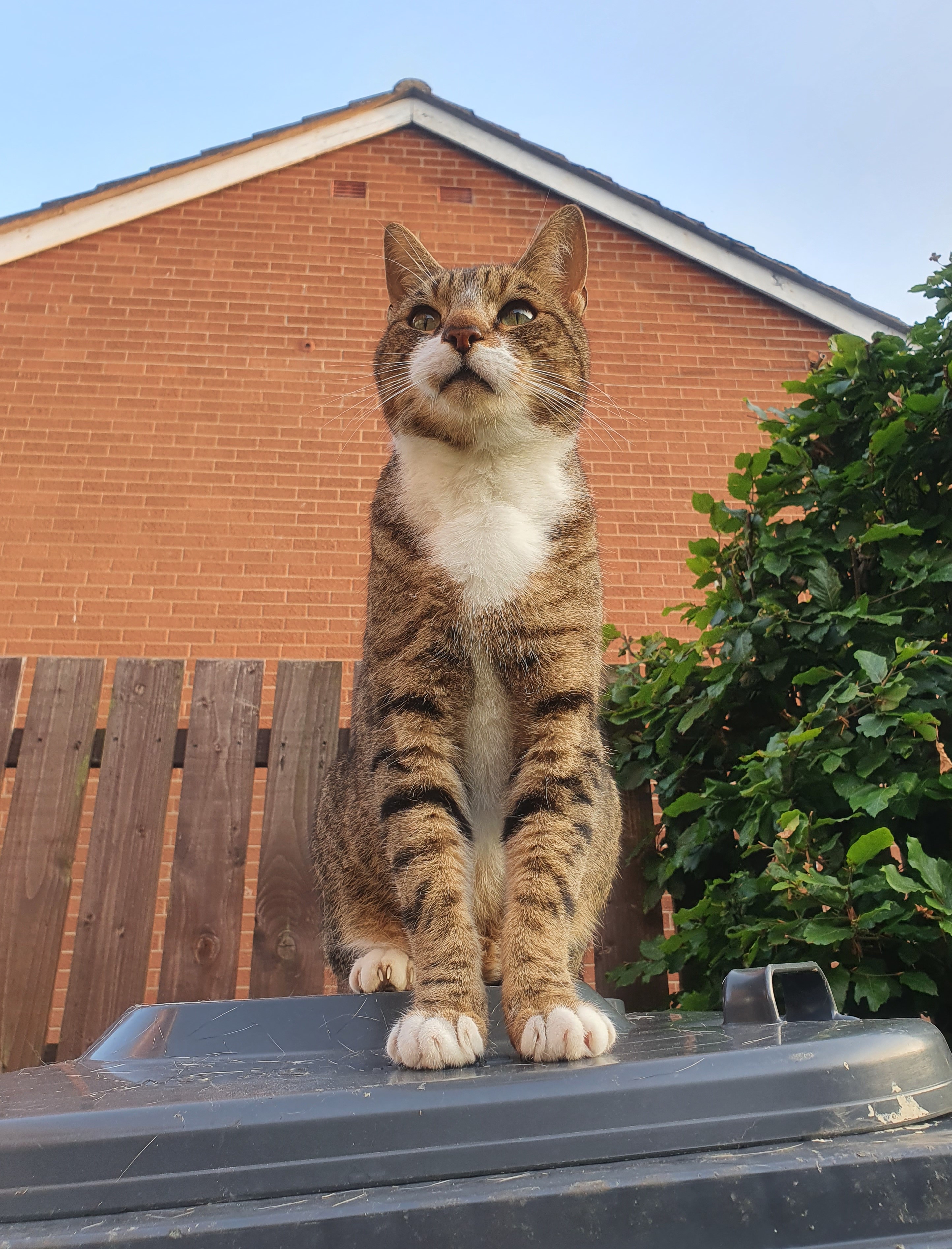 original challenge image of a cat containing embedded data